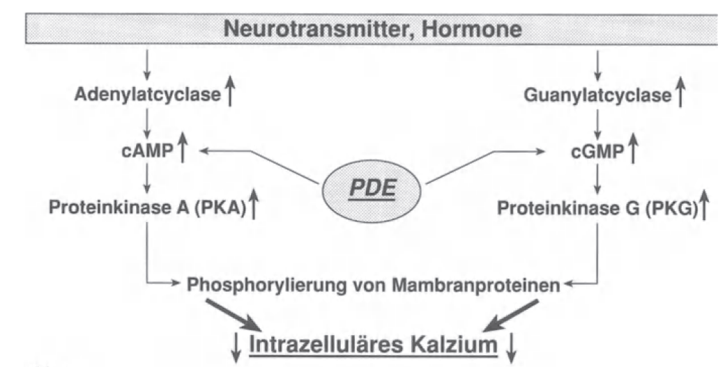 Wirkmechanismus von Sildenafil