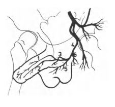 Rappresentazione schematica dei rami arteriosi