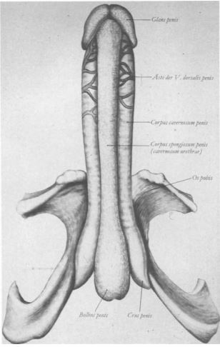 Corpo cavernoso del pene eretto