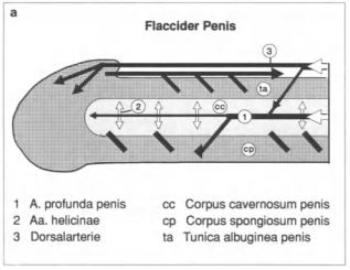 Pene flaccido