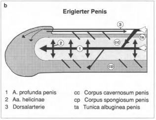 Pene eretto